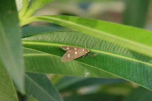 Dysauxes famula